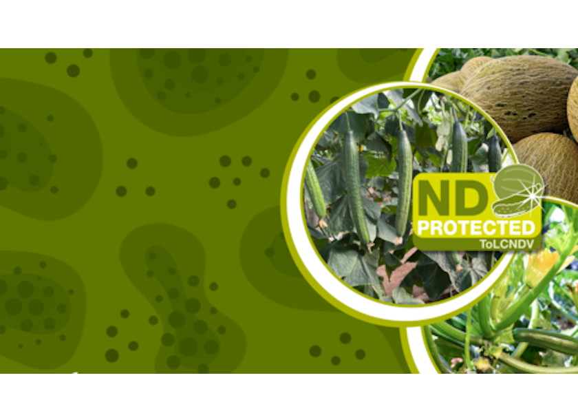 New information center helps growers deal with damaging vegetable virus